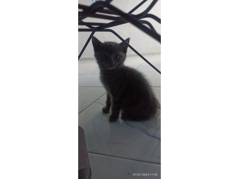 British shorthair kedisi