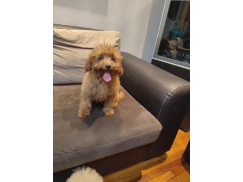 Pofuduk toy poodle yavrular