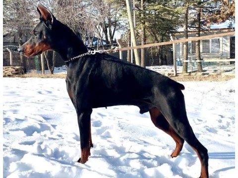 Kıf a şecereli yavrularımız yeni yuvalarını bekliyor