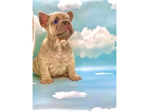 Üst kalite blue fawn french bulldog erkek