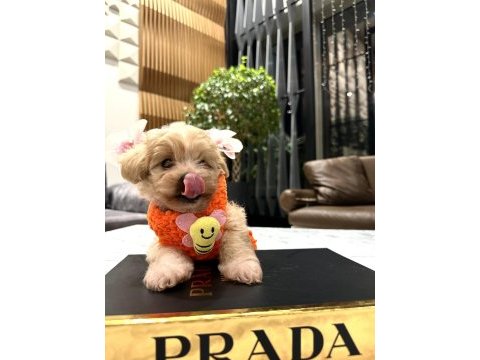 Tatlı mı tatlı maltipoo bebişler