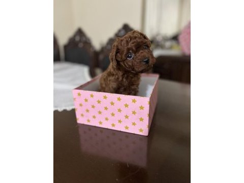 Erkek kalıte poodle yavruları