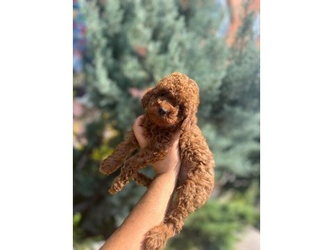 Safkan toy poodle yavrular