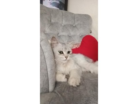 Sakin ev kedisi tasmalı bir şekilde buldum kendisini