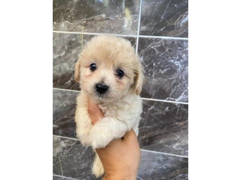 Minyatür orjinal maltipoo