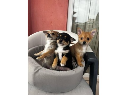 2,5 aylık chihuahua yavruları 2 erkek 1 dişi