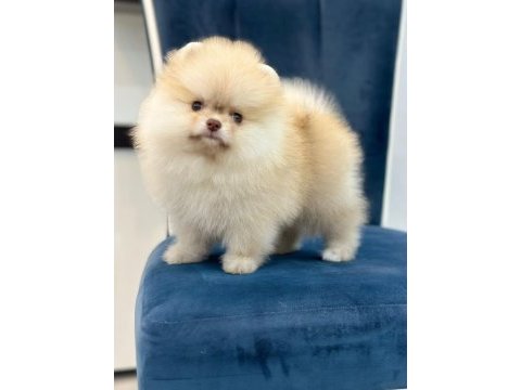 Nadir yeşil göz pomeranian boo