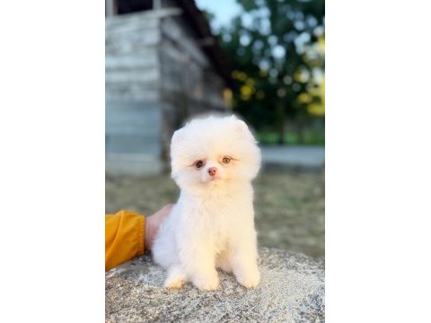 Mini boy micro teacup pomeranian