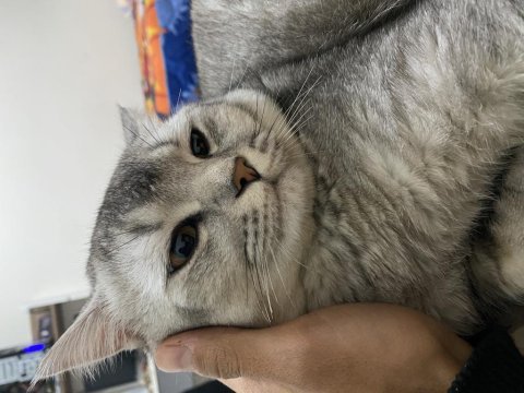 British shorthair çok akıllı kedimiz