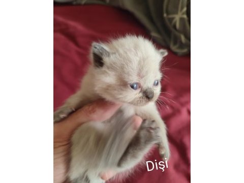 Show kalite british shorthair yavrular