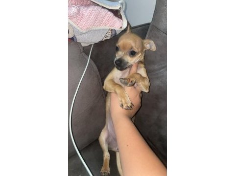 Şivava minyatür pinscher