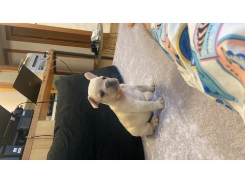 French bulldog egzotık renkler