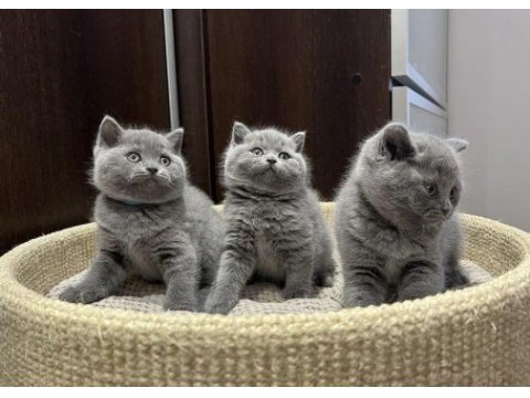 Ayı surat british shorthair yavrular 