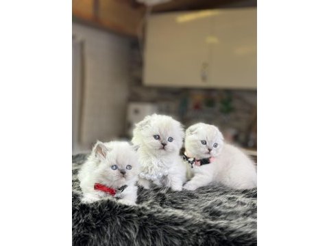 Boma güzellikte 20 adet yavru british longhair