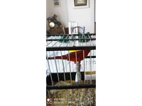 Hazır gurul gurul öten bakiri kanaryalar