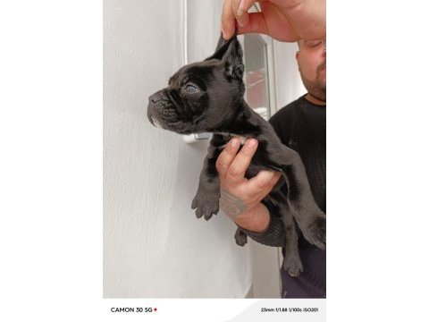 Cane corso yavrularımız ırk garantilidir