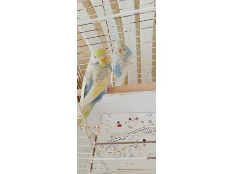 Yeni yeme düşmüş muhabbet kuşu yavrular