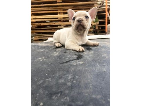 Platinyum french bulldog