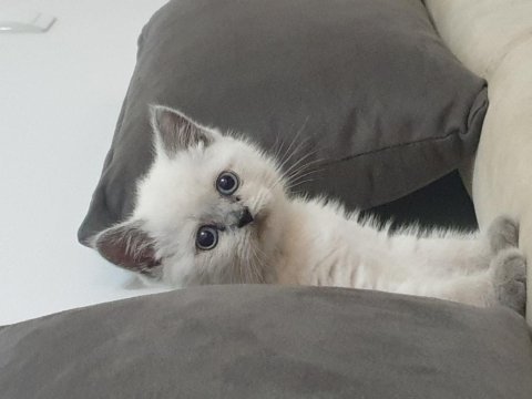 50 günlük erkek british shorthair