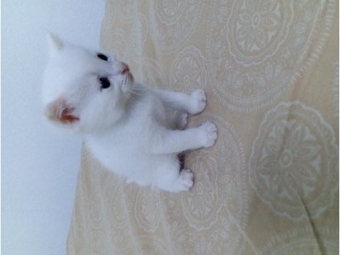 British shorthair yavru 28 günlük
