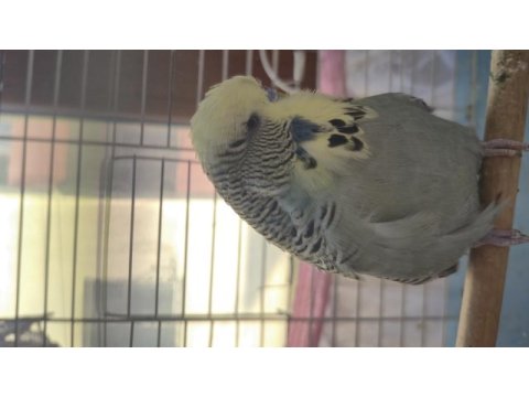 Show jumbo erkek muhabbet kuşu