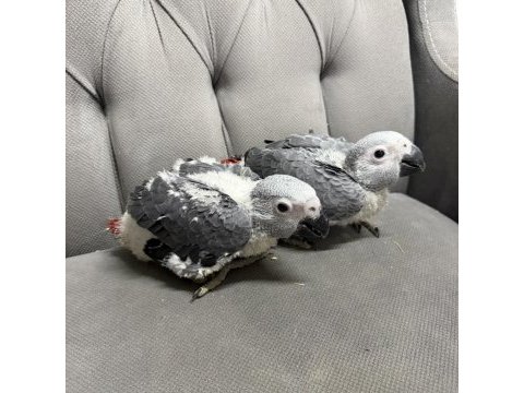 Bebek jako papağanları