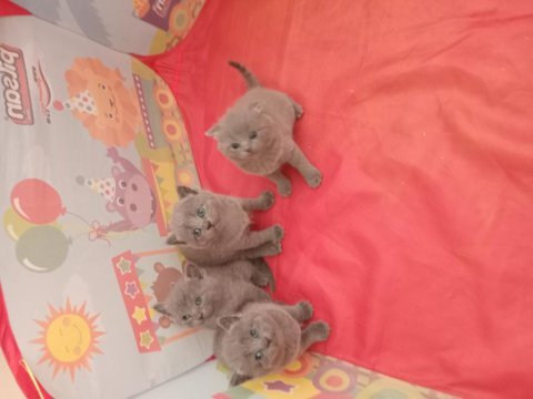 Orijinal british shorthair yavrular