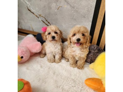 Aşılı pasaportlu mikroçipli maltipoo  yavrularımız 