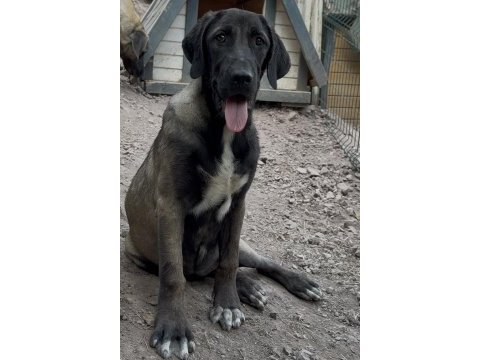 Kangal köpeğimizi sahiplendiriyoruz