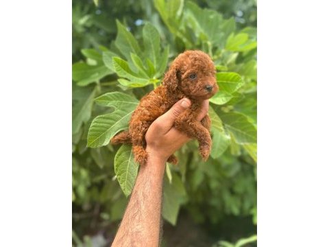 Irk garantili safkan toy poodle yavrum