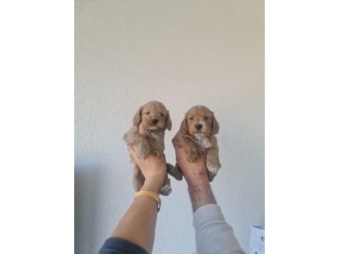 55 günlük maltipoo miniklerim