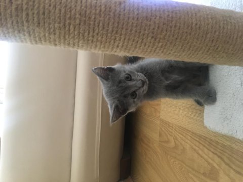 British shorthair cins kedimiz ücretli sahiplendirilecektir