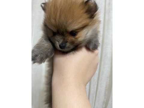 Pomeranian boo 3 aylık yavrularımız