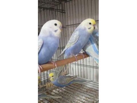 Yeni yeme düşen rainbow muhabbet kuşu bebekler