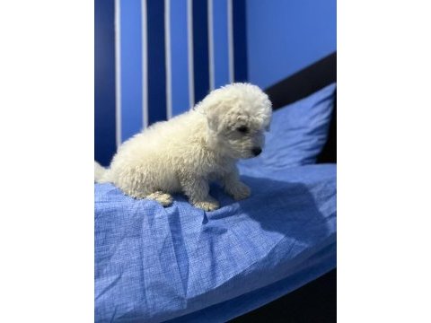 Kar beyaz bichon frise yavrular