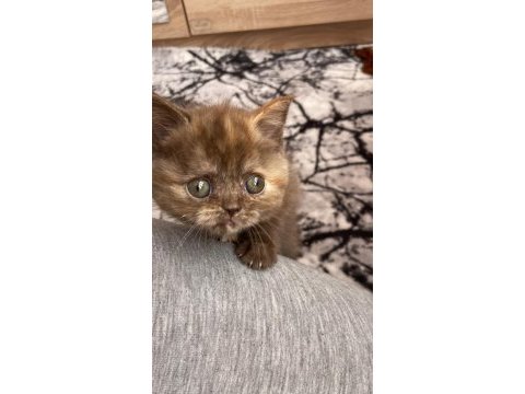 Karamel british shorthair dişi