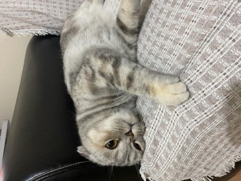 3 yaşında scottish fold