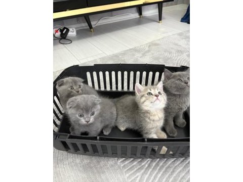 5 tane yavru kedimiz tuvalet eğitimi tamamlandı