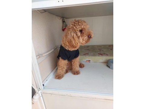 11 aylık erkek poodle