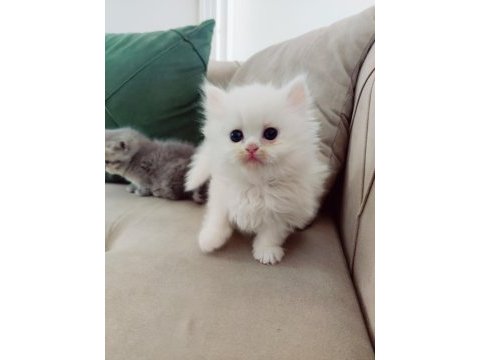 3 aylık iran kedisi