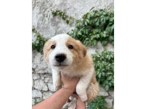 Teslime hazır border collie yavrular