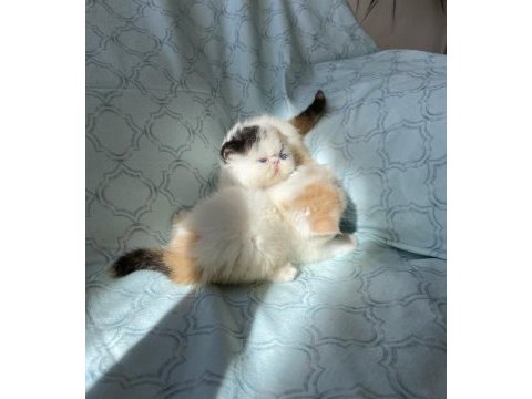 Şampiyon bebekler calico exotic shorthair