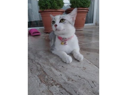 Silver british shorthair luna ömürlük yuva arıyor