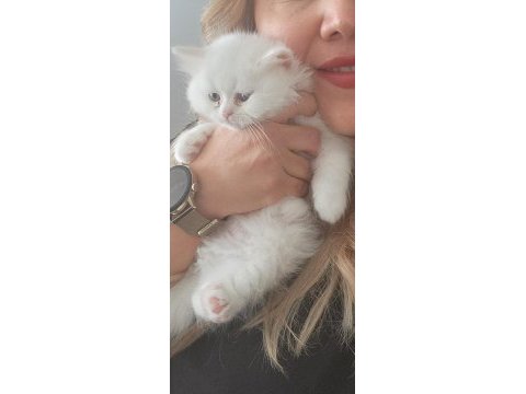 British longhair