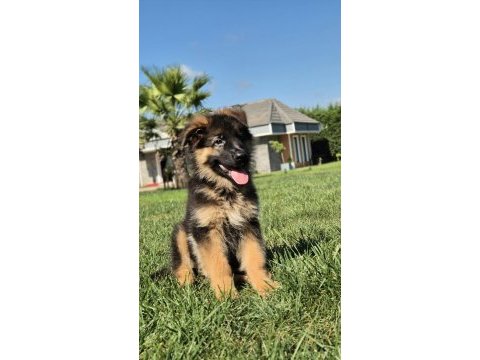 Ruhsatlı köpek çiftliğinden alman kurdu yavruları