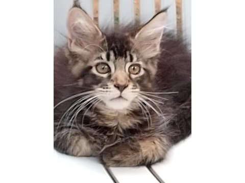 Maine coon 3 aylık