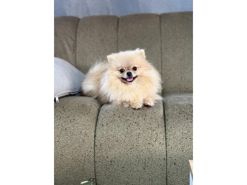 Pomeranian show class 