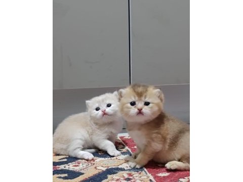 Koca ayı surat boncuk gözler british shorthair yavrular