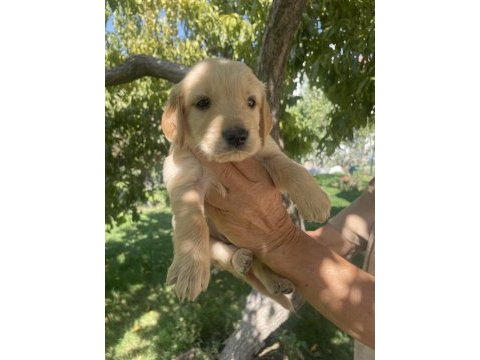 Safkan golden retriever yavrularımız