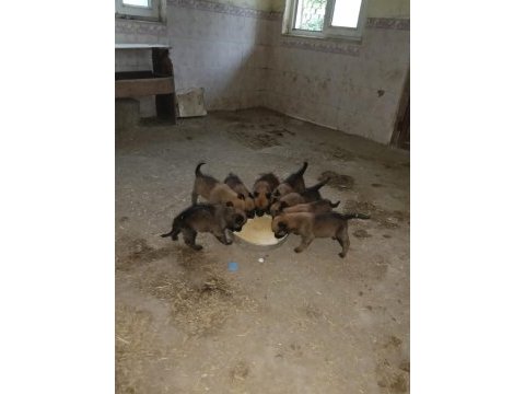 Malinois köpekler